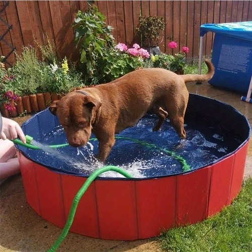 Large pet bath dog - bath,