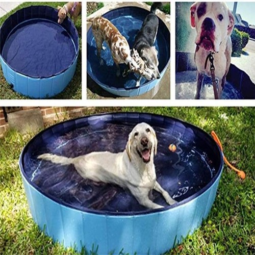 Pet pool dog swimming - pet,