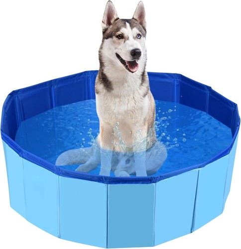 Dog paddling pool - dog,